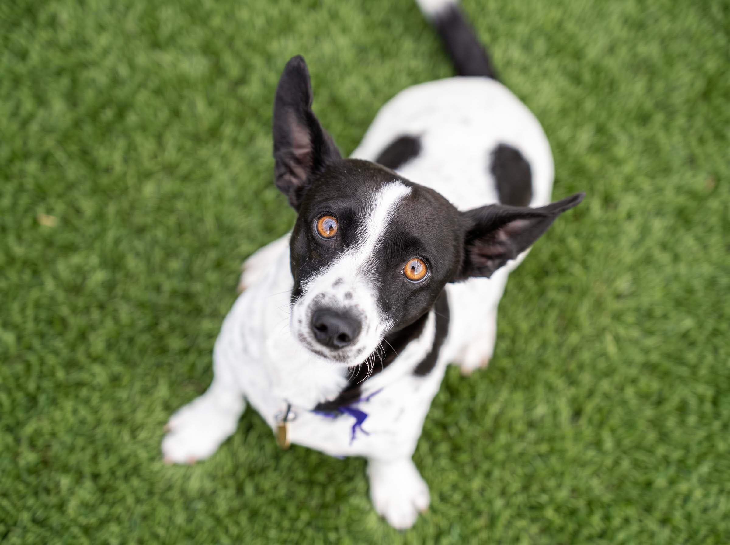 A small black-and-white dog sits in lush, green grass looks at the camera with soft, pleading eyes.